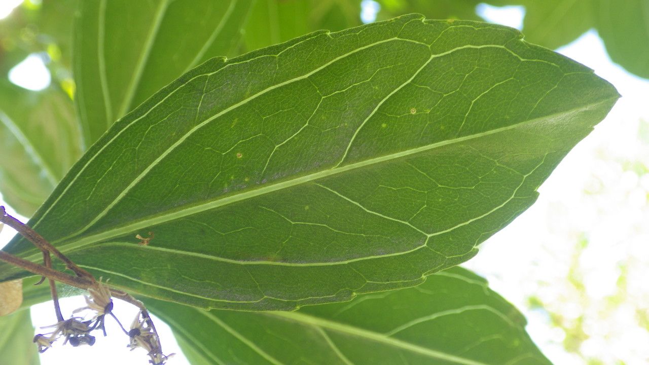 Psiadia arguta other