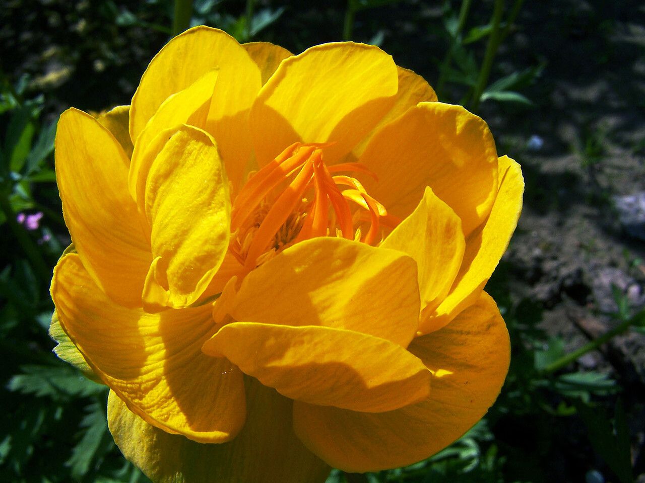 Trollius asiaticus flower