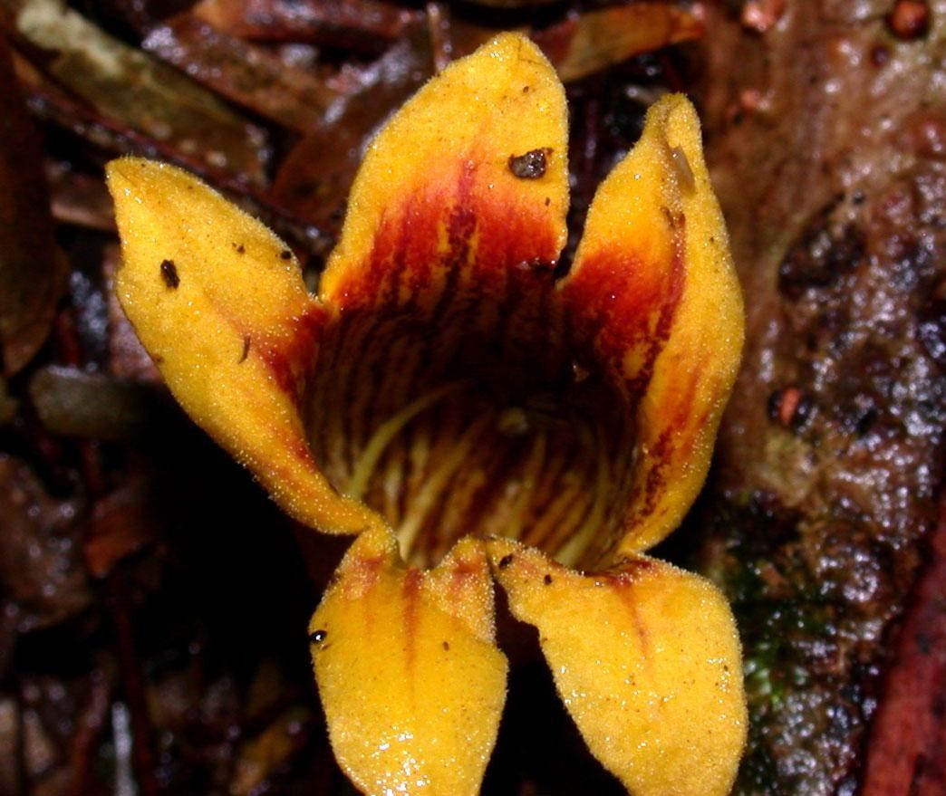 Bignonia hyacinthina fruit