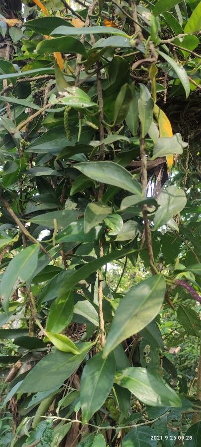 Anthurium obtusum — search result for 'Anthurium'