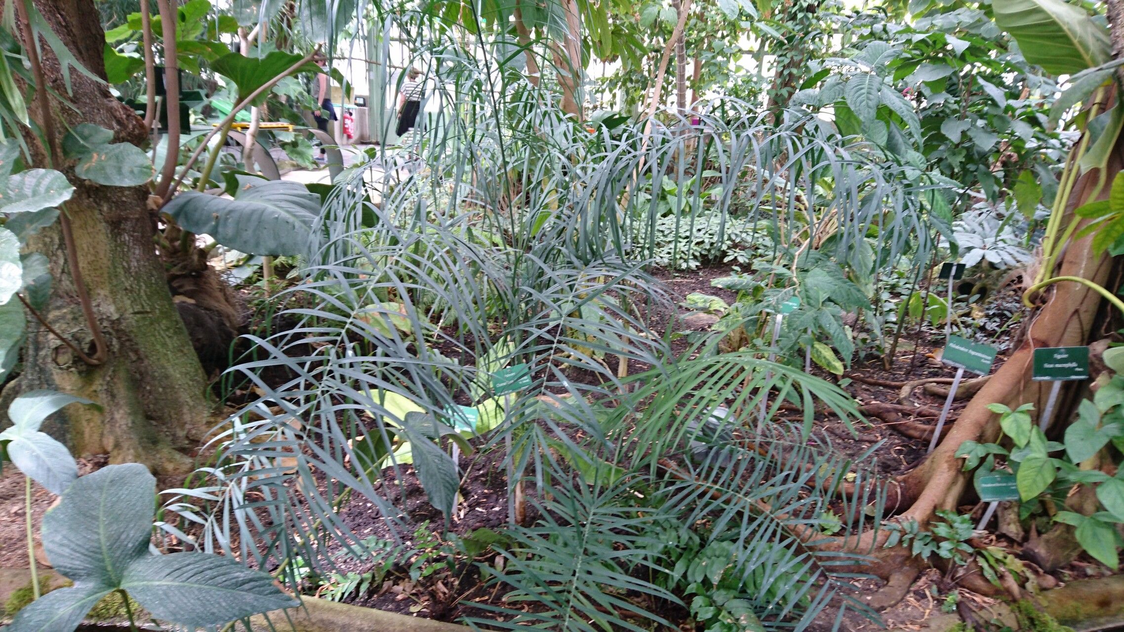 Chamaedorea glaucifolia habit