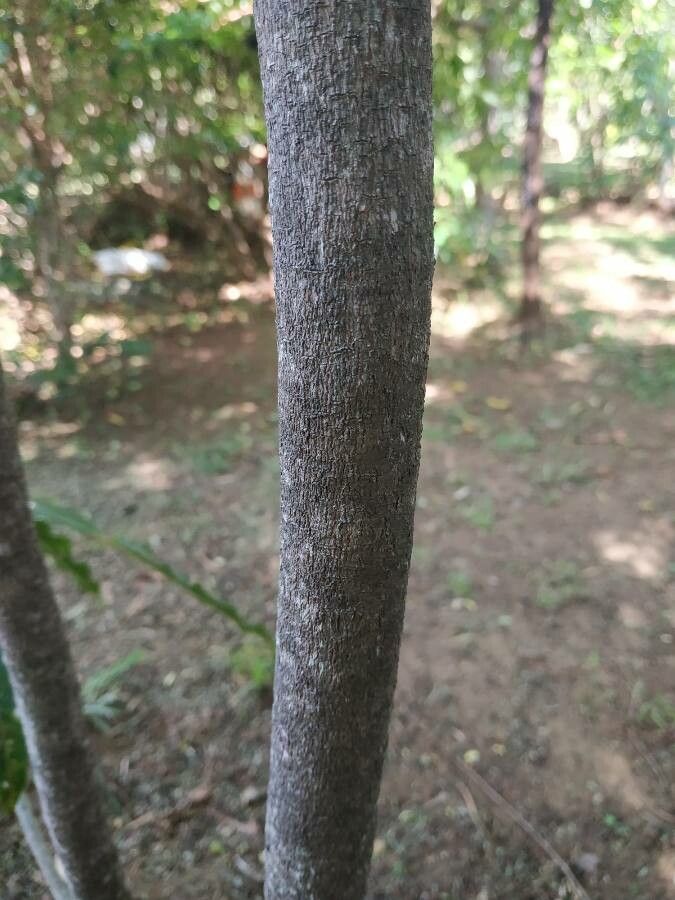 Sideroxylon majus bark