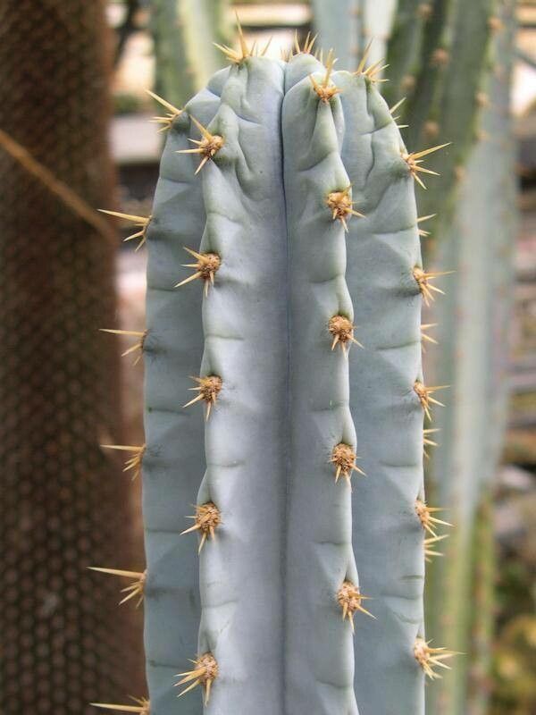 Pilosocereus pentaedrophorus — search result for 'Pilosocereus'