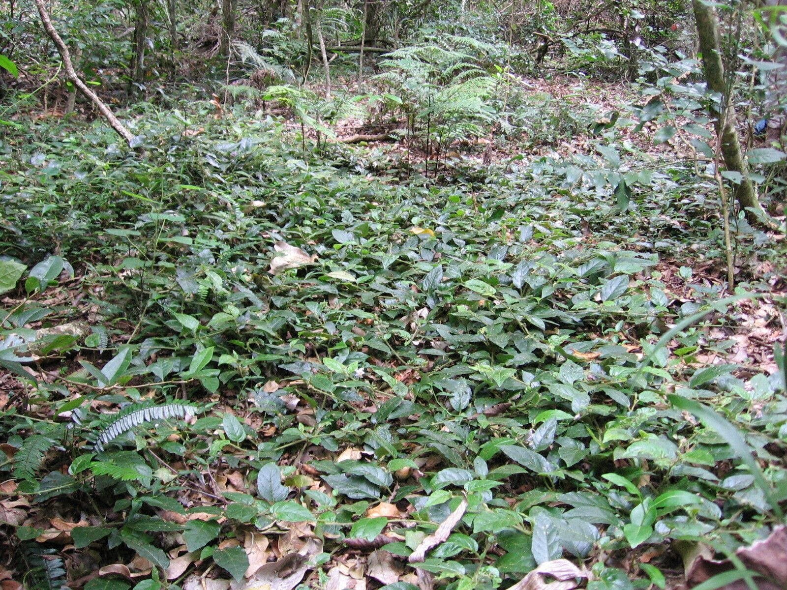 Solanum serpens — houseplant care guide