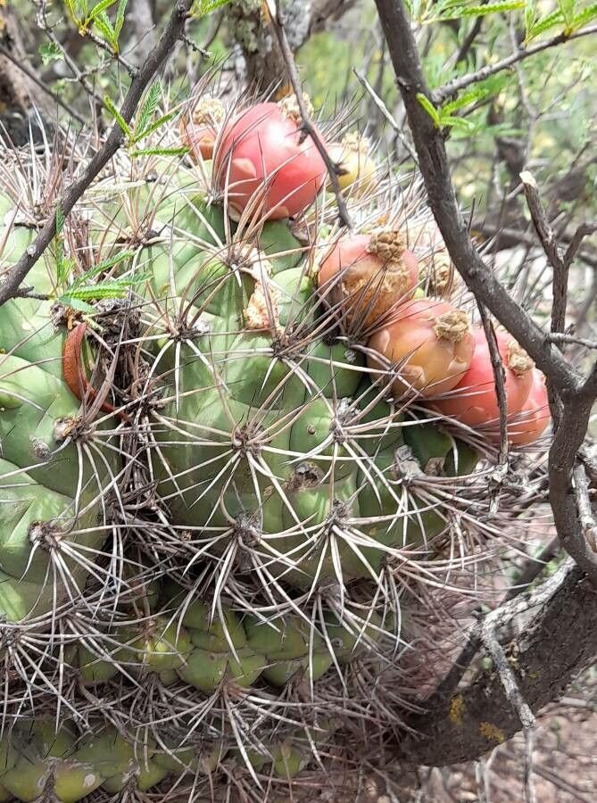 Gymnocalycium saglionis fruit