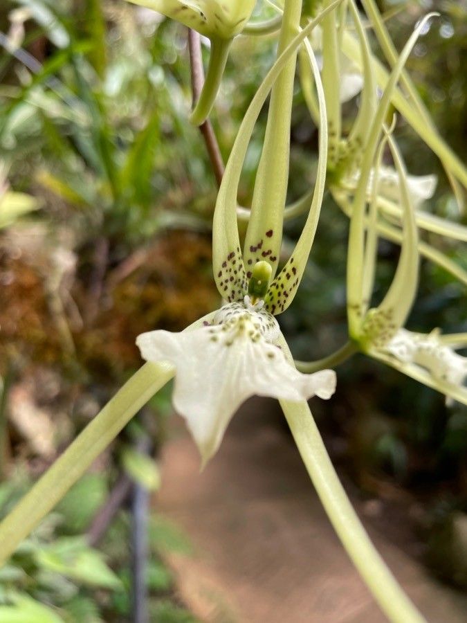 Brassia verrucosa flower