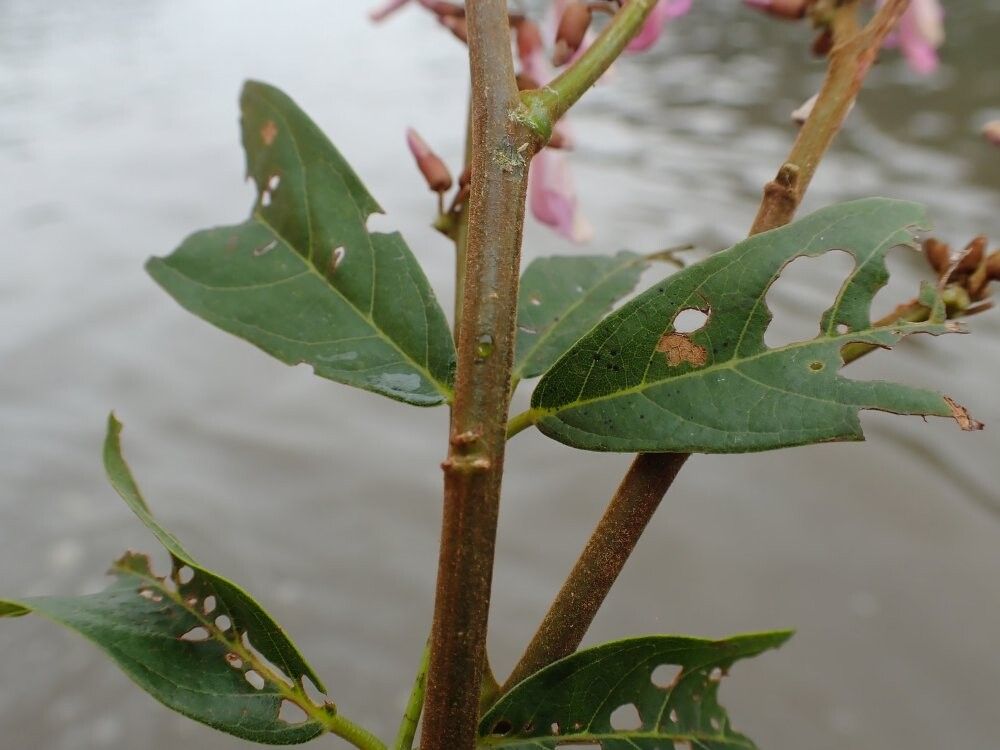 Millettia barteri other