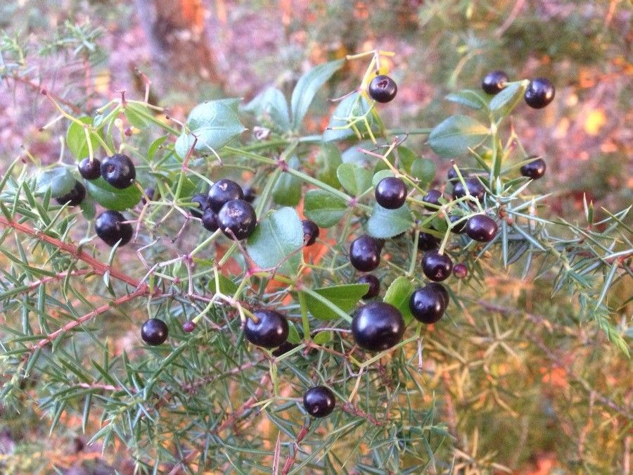 Rubia peregrina fruit