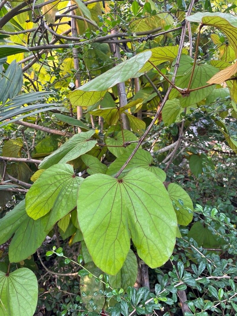 Phanera vahlii — houseplant care guide