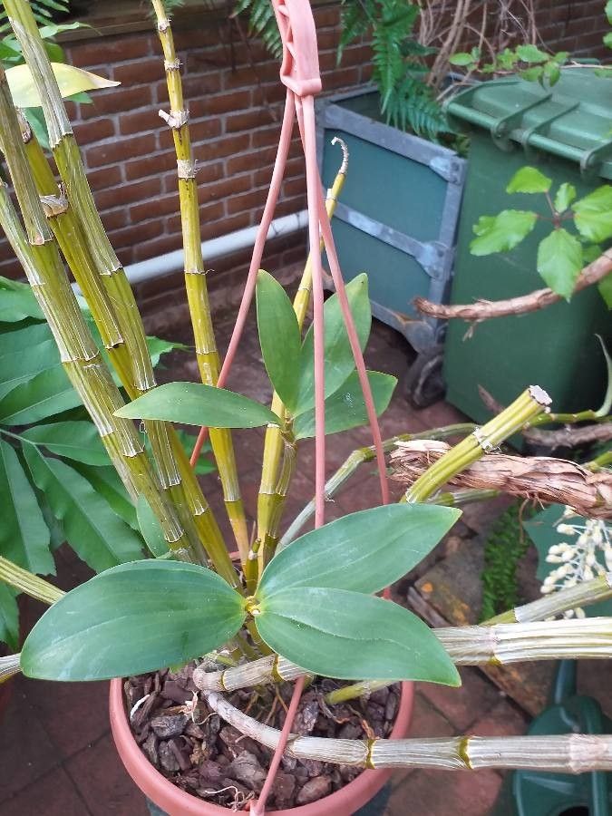 Dendrobium thyrsiflorum — search result for 'Laos'