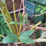 Dendrobium thyrsiflorum