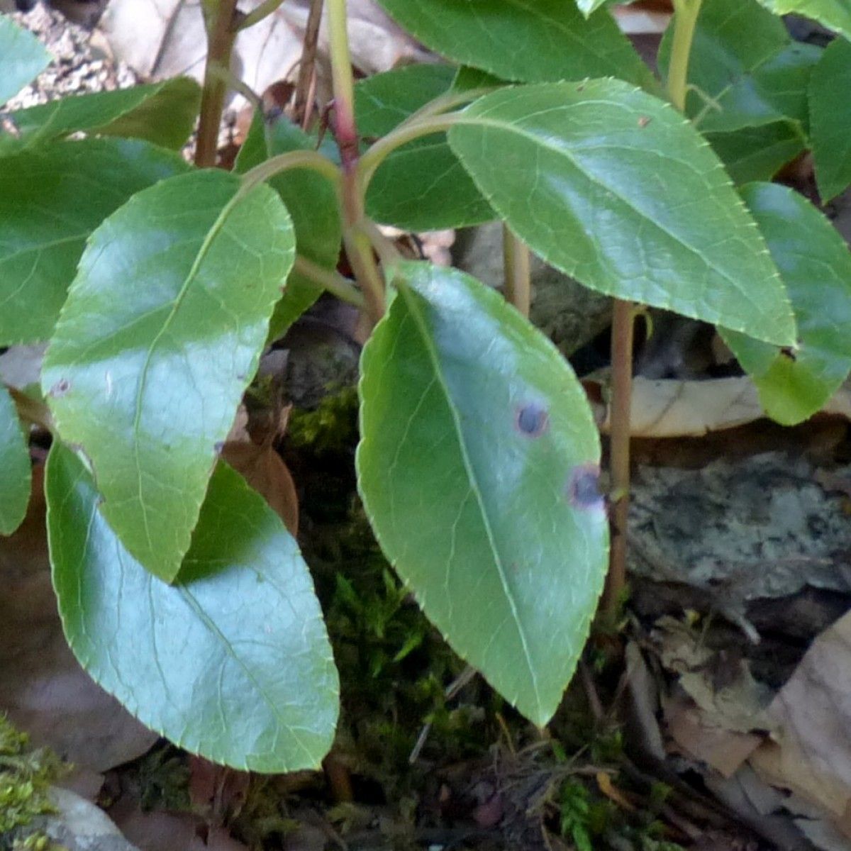 Orthilia secunda leaf