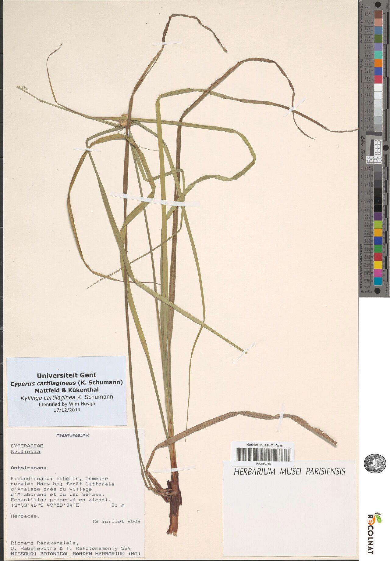 Cyperus cartilagineus — houseplant care guide