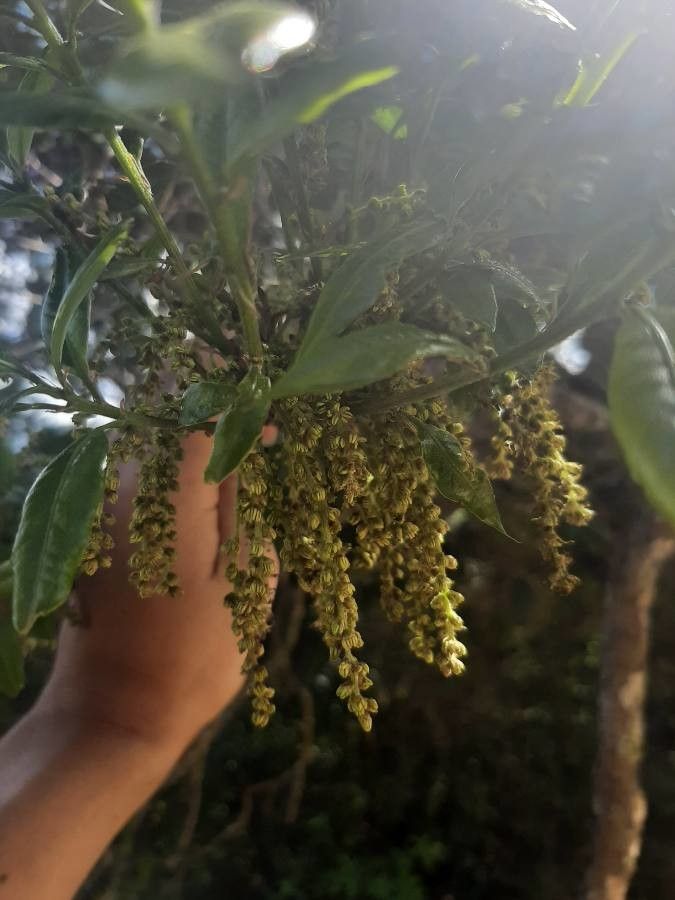 Quercus salicifolia flower