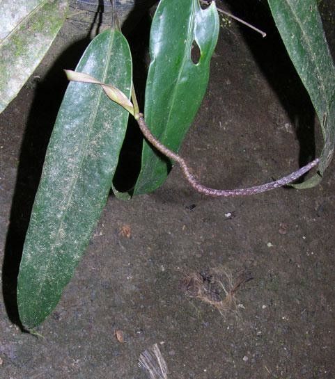 Anthurium austin-smithii — houseplant care guide