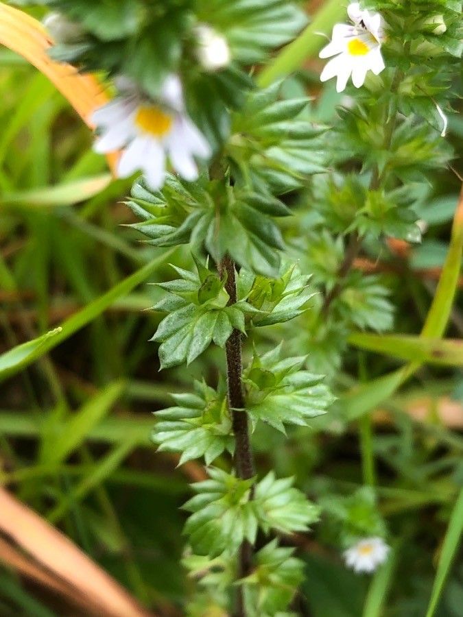Euphrasia nemorosa — search result for 'Euphrasia'
