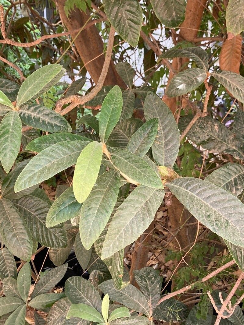 Ozoroa sphaerocarpa — search result for 'Anacardiaceae'