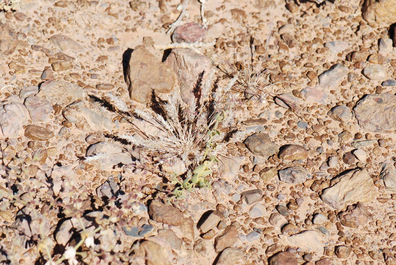 Enneapogon desvauxii — houseplant care guide