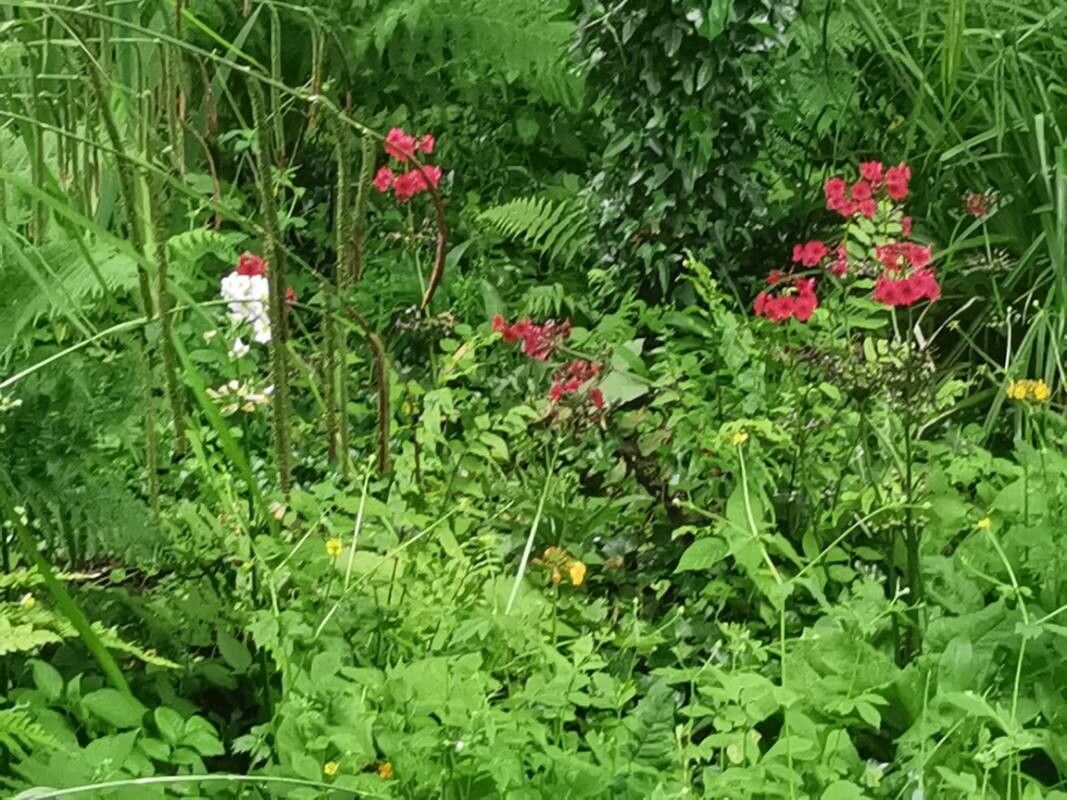 Primula japonica habit