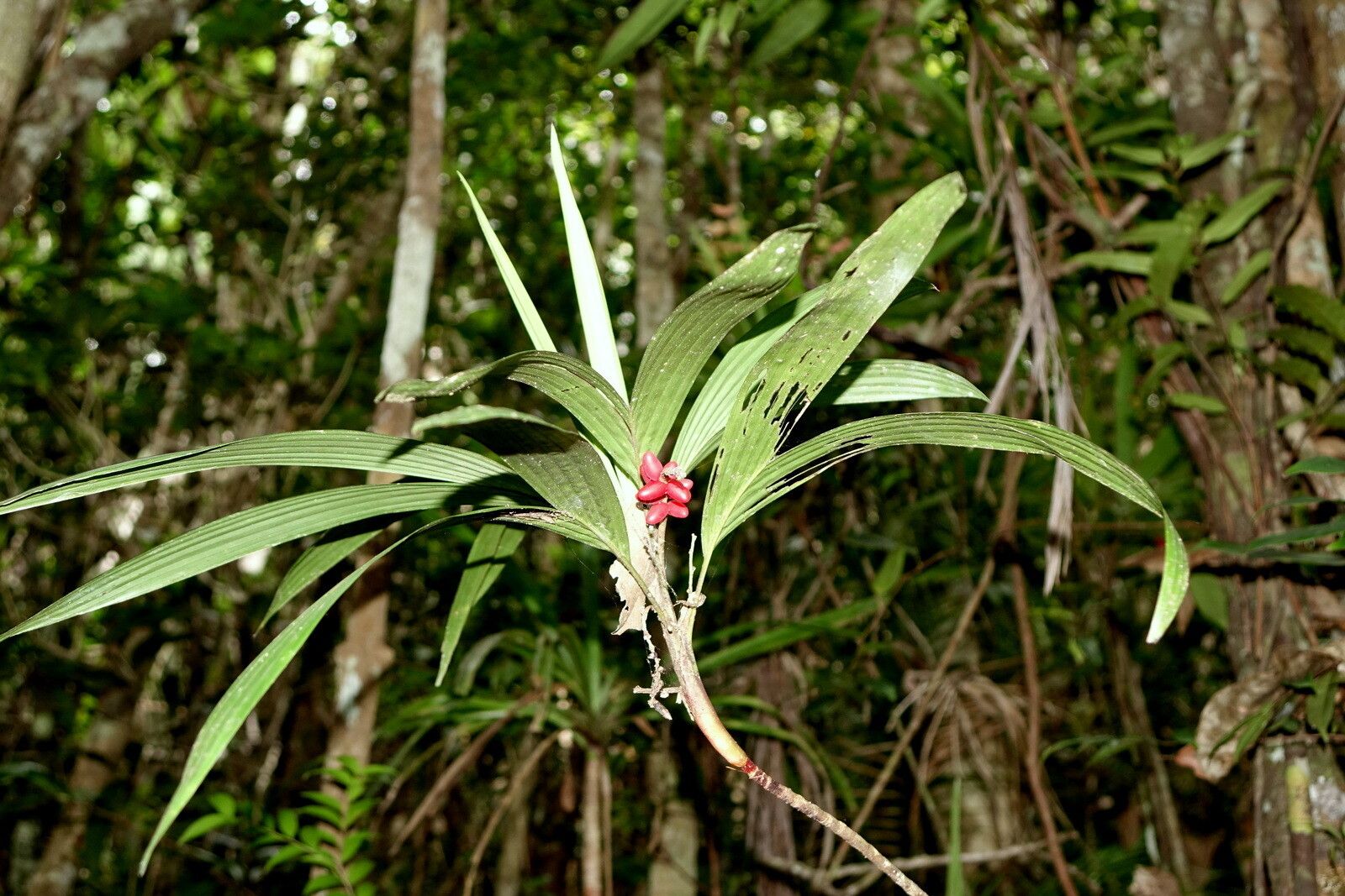 Dypsis poivreana — houseplant care guide