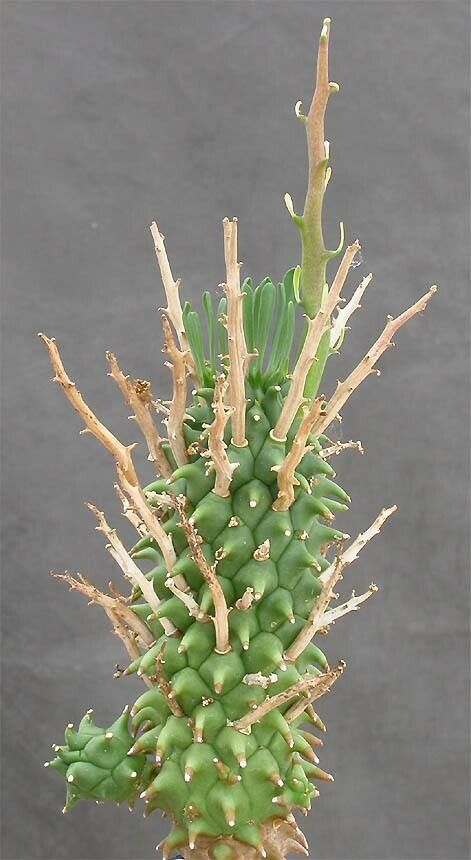 Euphorbia multiceps — houseplant care guide