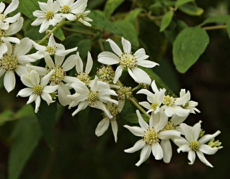 Clematis recta flower