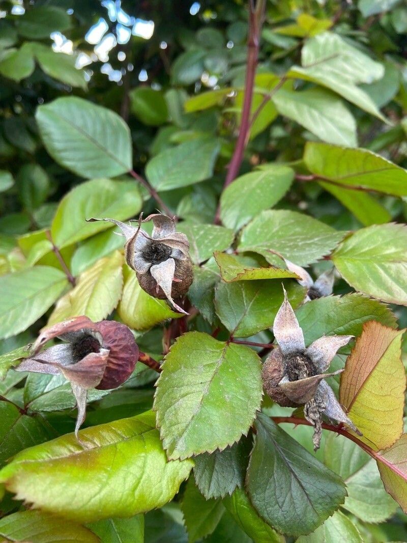 Rosa spp. fruit