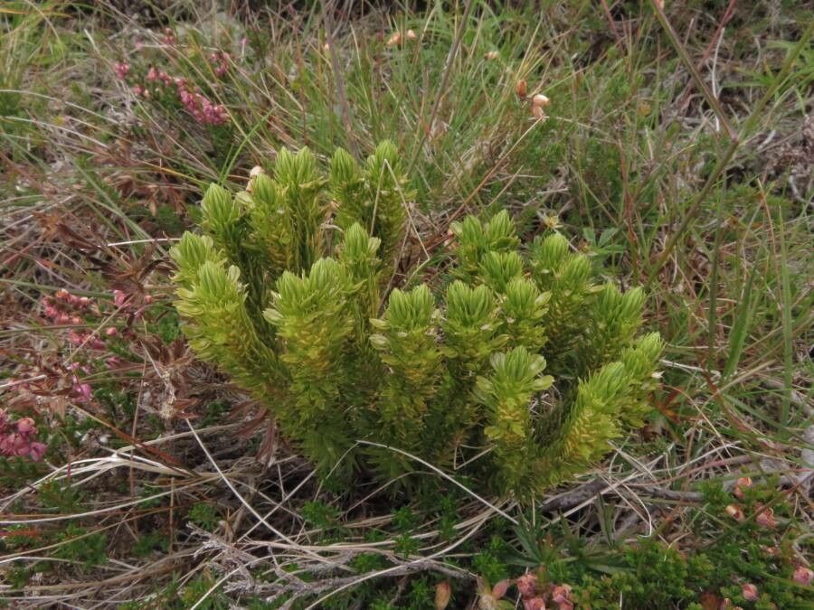 Huperzia selago flower