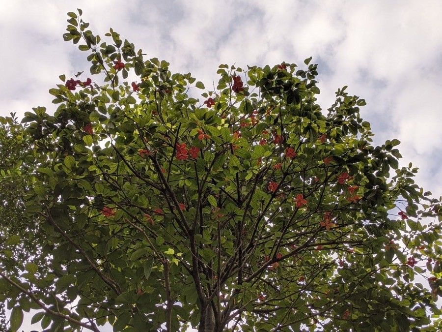 Sterculia parviflora habit