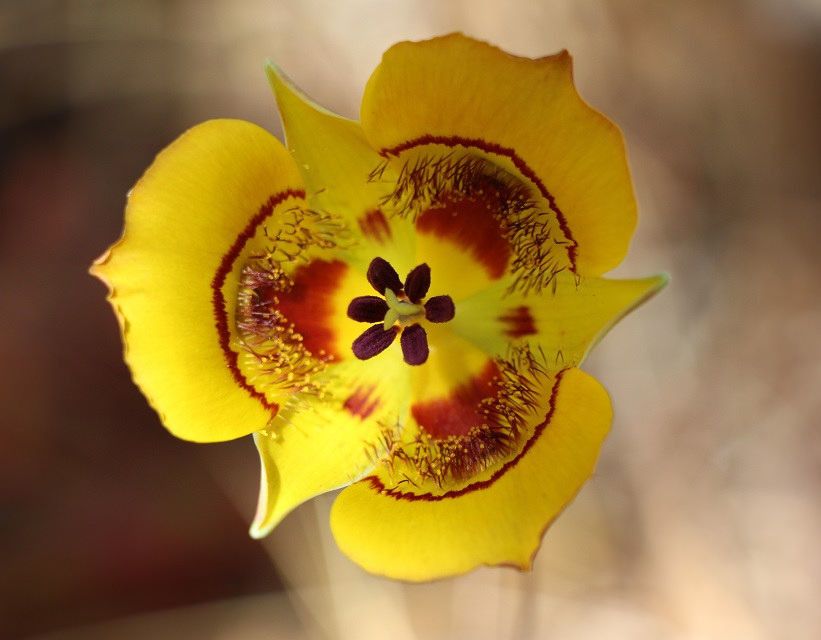 Calochortus clavatus flower