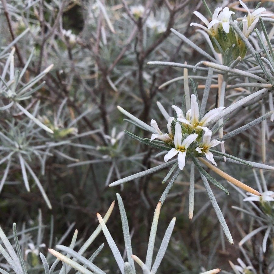 Parolinia ornata flower
