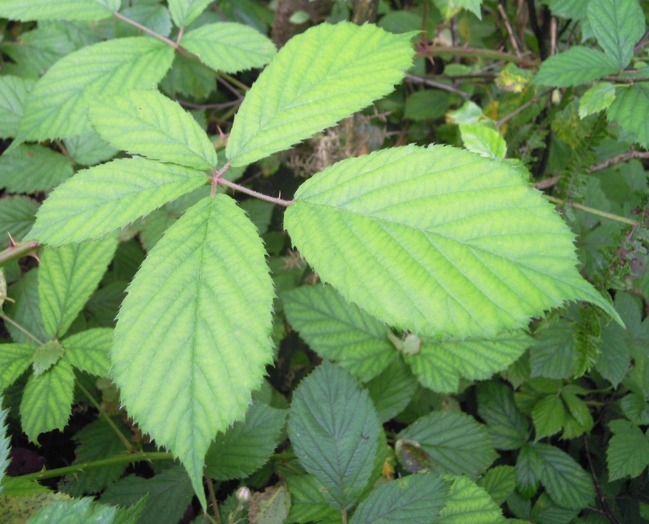 Rubus albionis — houseplant care guide