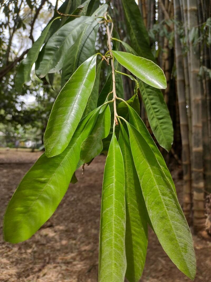 Chrysophyllum gonocarpum — houseplant care guide