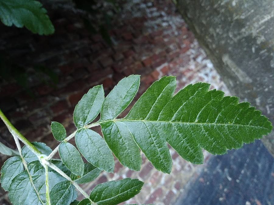 Sorbus hybrida leaf