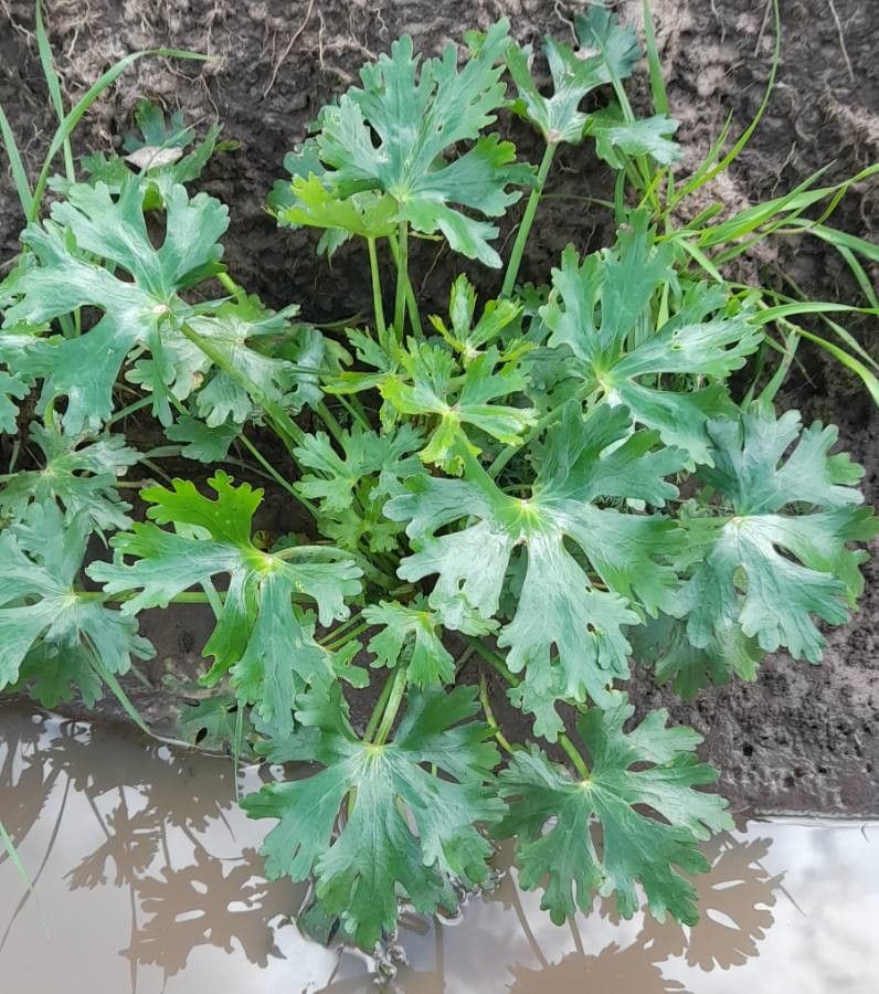 Ranunculus apiifolius habit