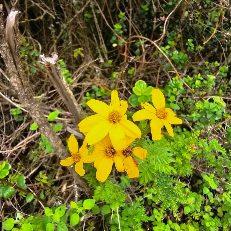 Tagetes zypaquirensis flower