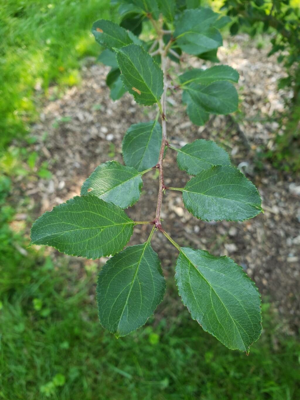 Malus spontanea — search result for 'Malus'