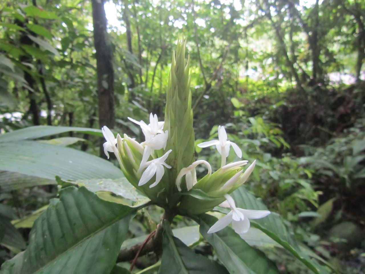 Aphelandra dolichantha flower