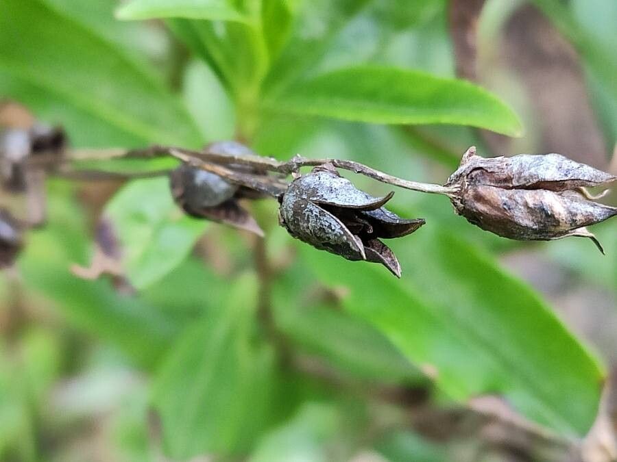 Pentstemon x hybridus fruit
