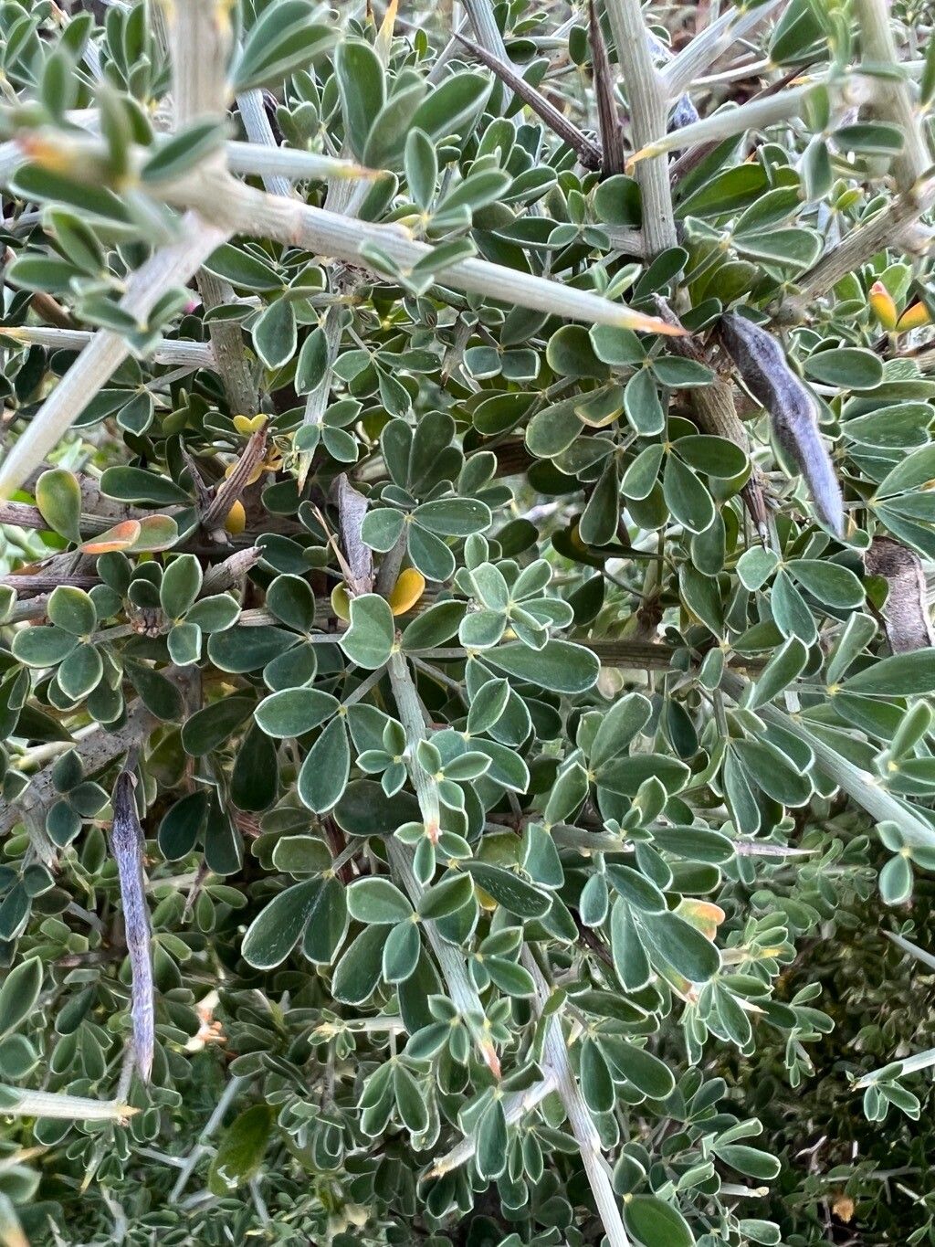 Cytisus intermedius — houseplant care guide