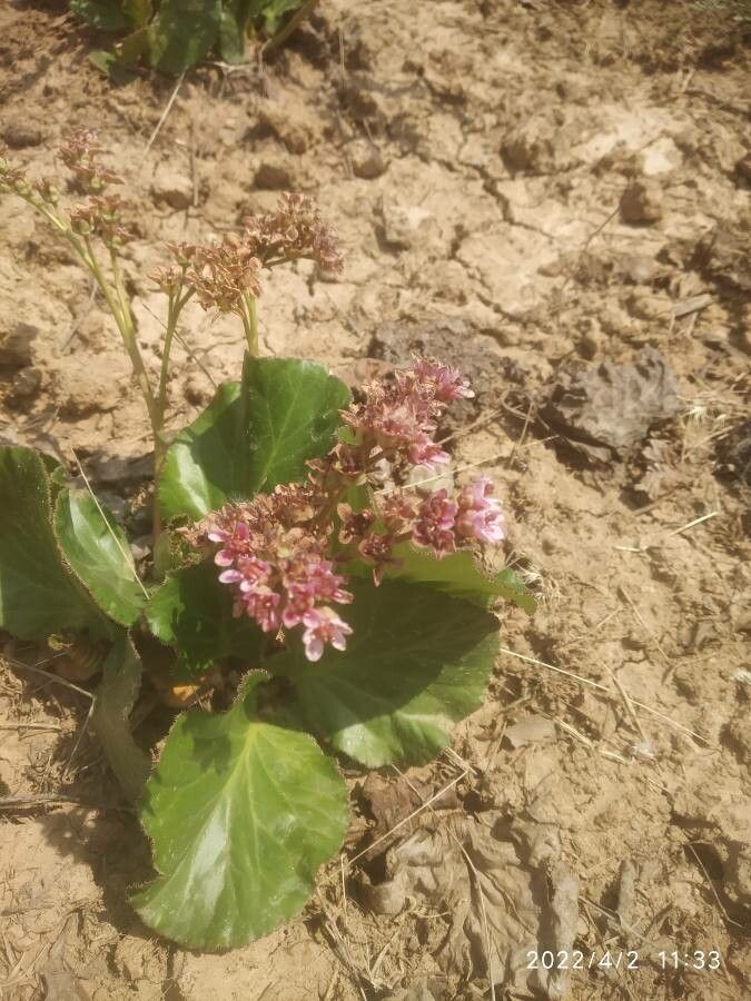 Bergenia pacumbis flower