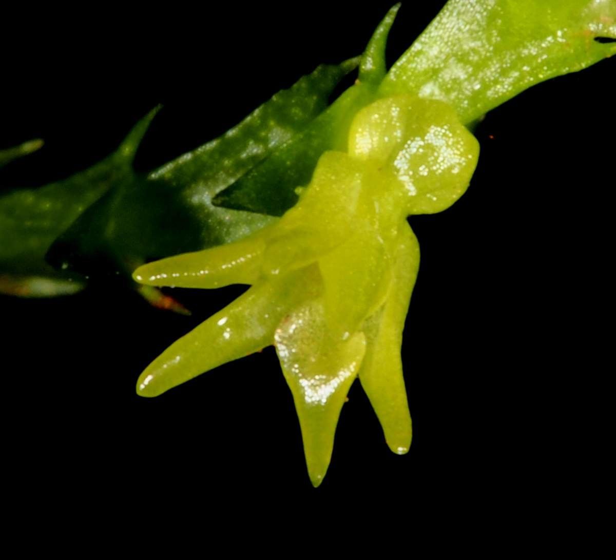 Taeniophyllum oreophilum — houseplant care guide