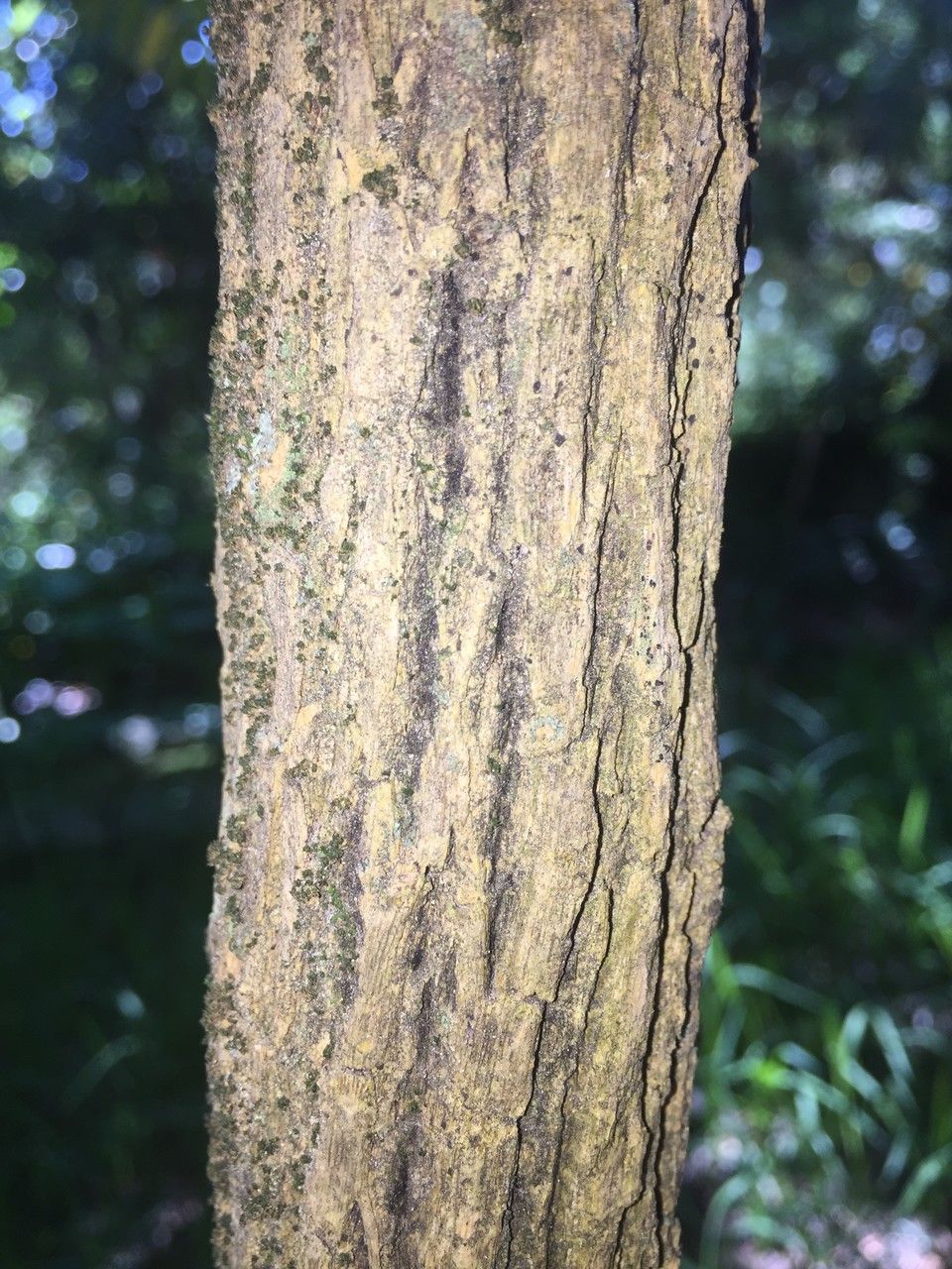 Berberis lomariifolia — search result for 'Berberidaceae'