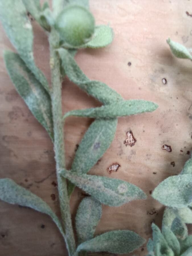 Alyssum desertorum — houseplant care guide