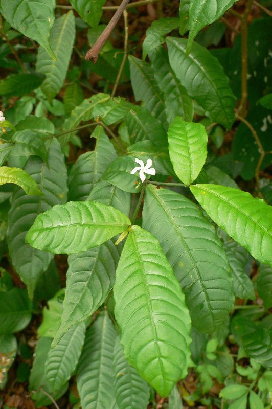 Stenosolen heterophyllus habit