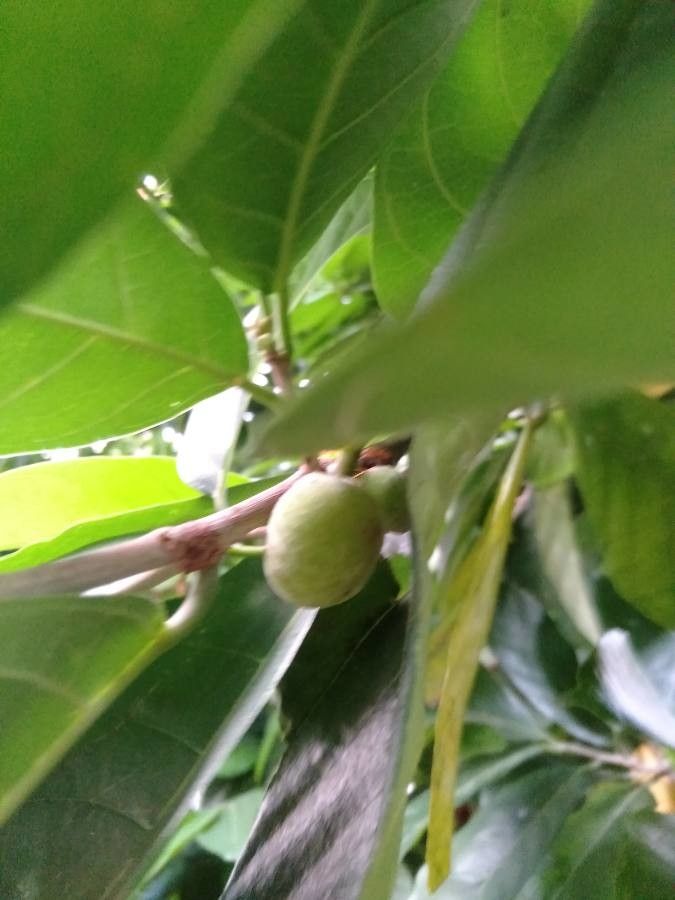 Artocarpus nitidus fruit
