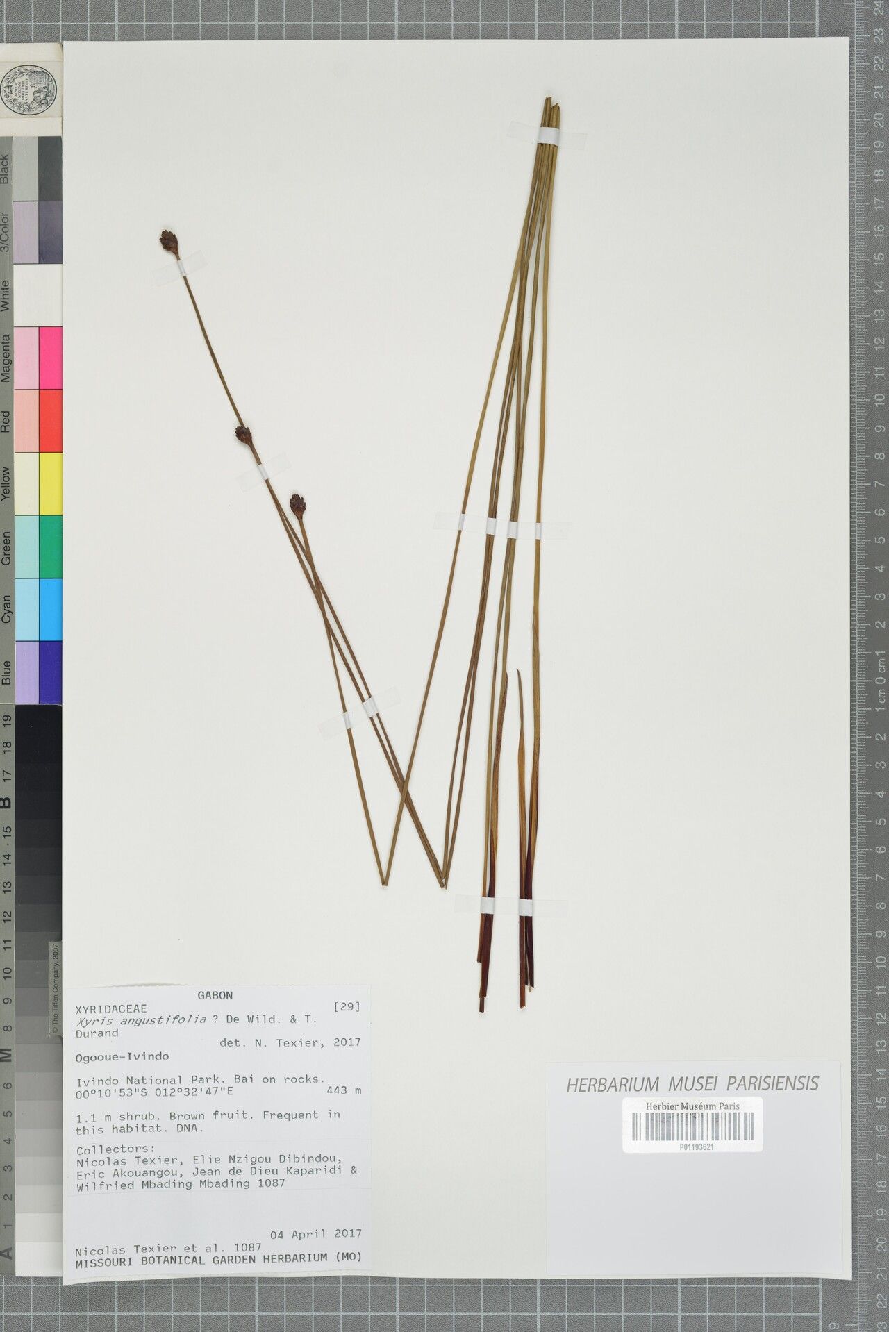 Xyris angustifolia — related species from the same genus