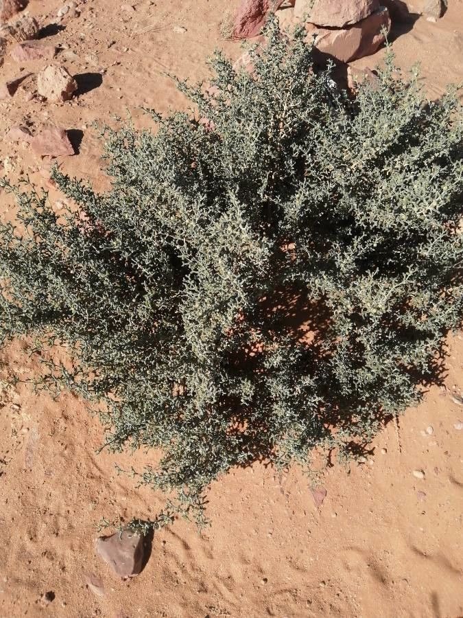 Santolina africana bark