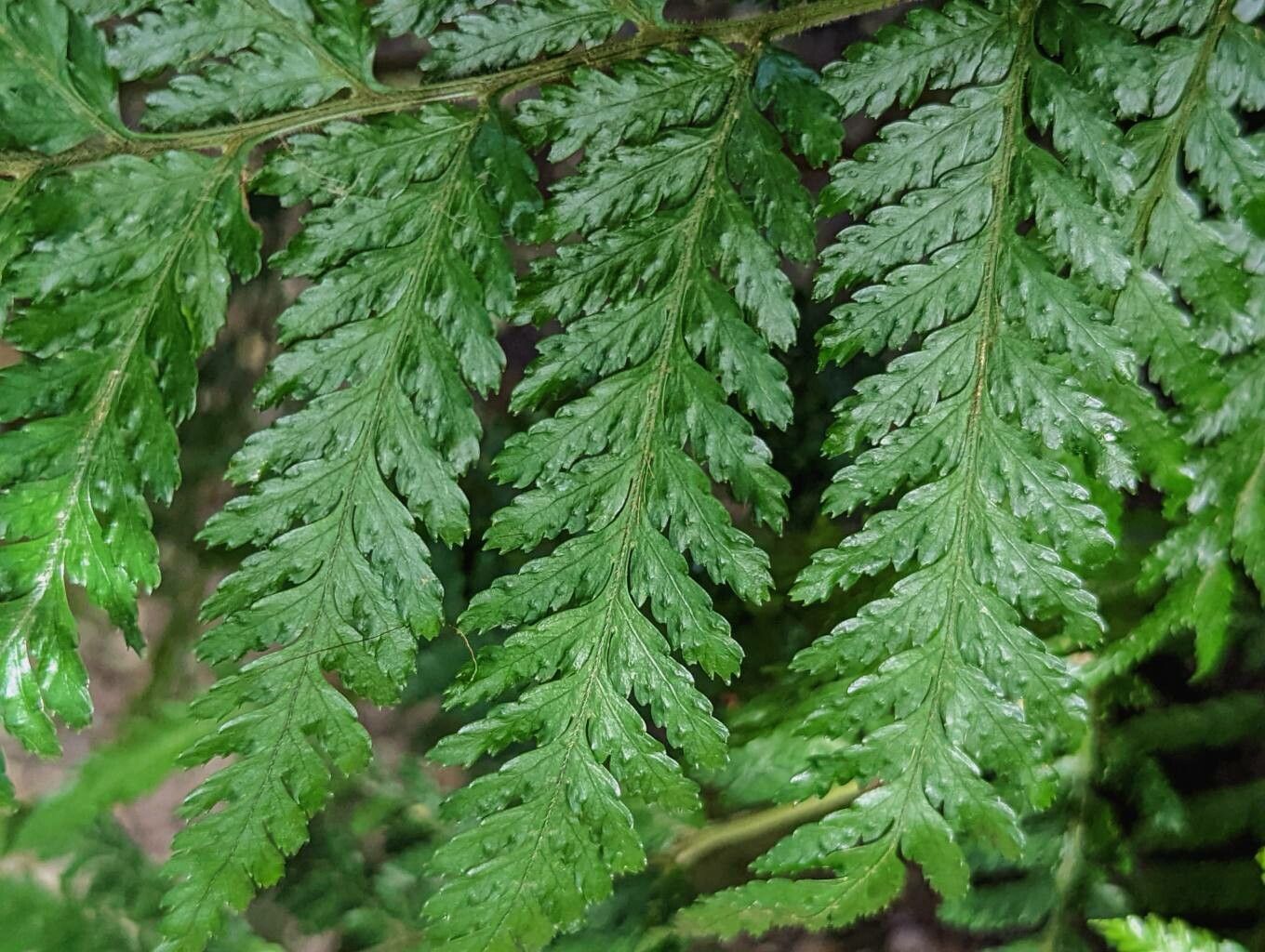 Arachniodes webbiana — houseplant care guide