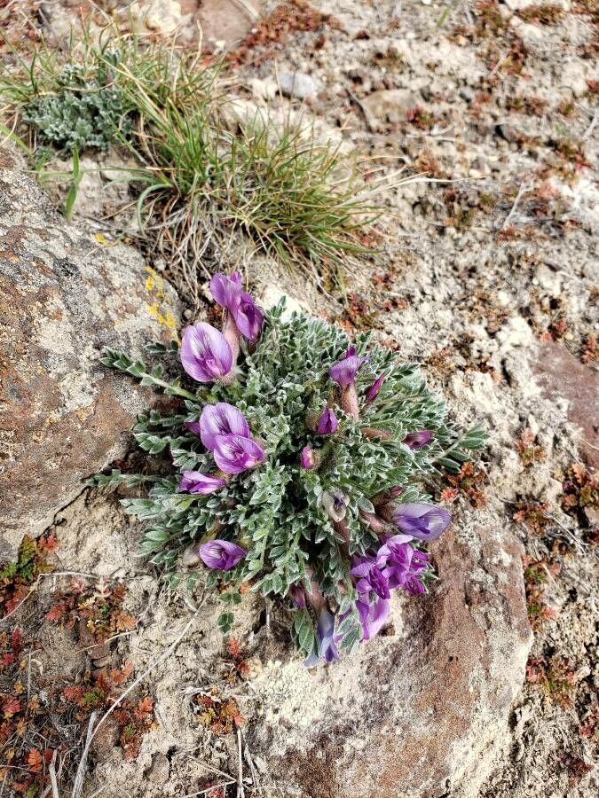 Astragalus purshii habit